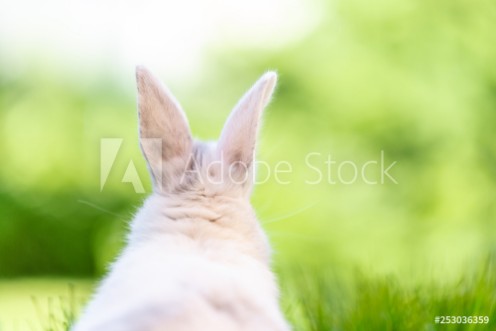 Picture of Osterhase in der Natur Landschaft Card